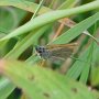 small skipper